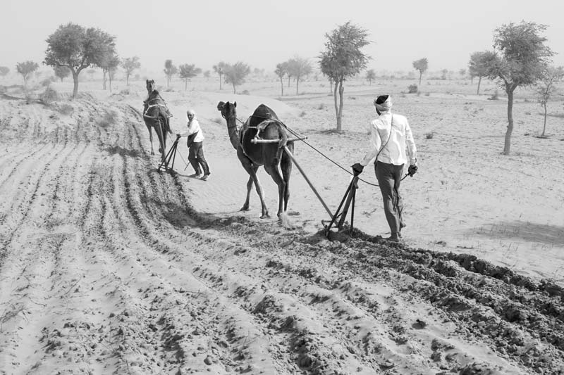 Ploughing a sandy agricultural field in Thar Desert, Rajasthan